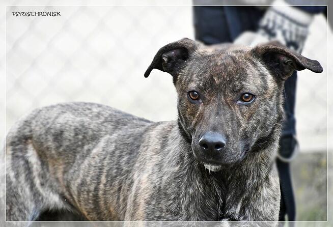 Simone – radosna, psia piękność szuka prawdziwej rodziny