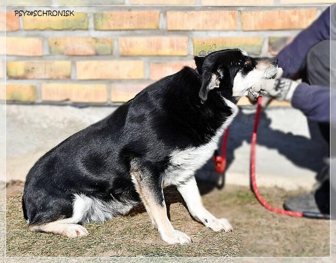 Bajka - spokojna sunia marzy o ciepłym domu