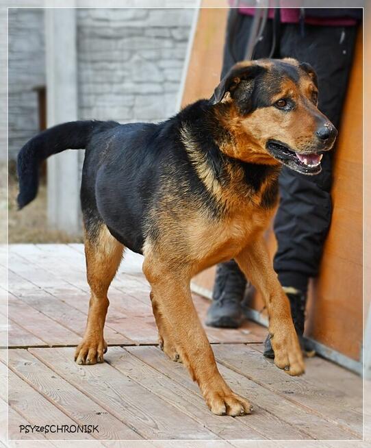 Kai – przyjazny wielkopies w kwiecie wieku. Podaruj mu dom