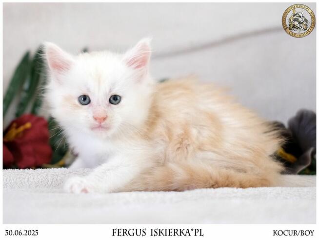 Kremowy srebrzysty kocurek maine coon