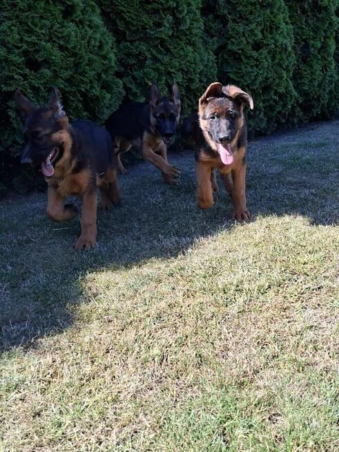 Szczenięta Owczarka Niemieckiego krótkowłosego