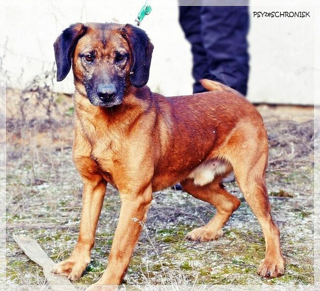 Erni – przyjazny, energiczny młodzieniec szuka aktywnego domu