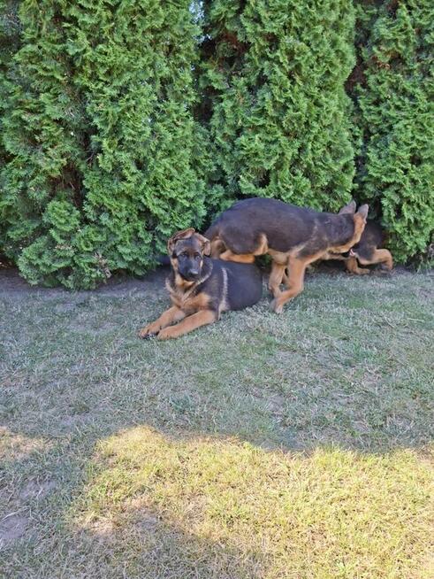 Szczenięta Owczarka Niemieckiego krótkowłosego