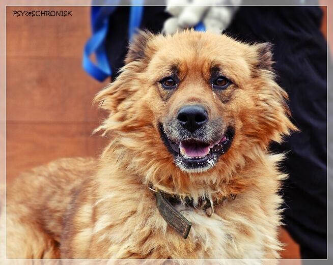 Merida – wspaniała, piękna sunia szuka najlepszego domu