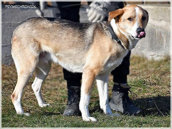 Olek - grzeczny przystojniak z wielkim sercem