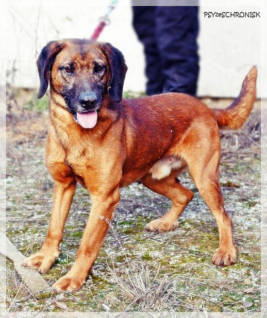 Erni – przyjazny, energiczny młodzieniec szuka aktywnego domu