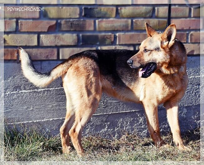 Bary - energiczny optymista czeka na Twój dom