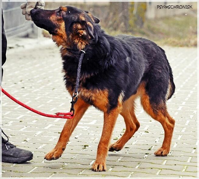 Marcel – zagubiony młodzieniec szuka cierpliwego opiekuna