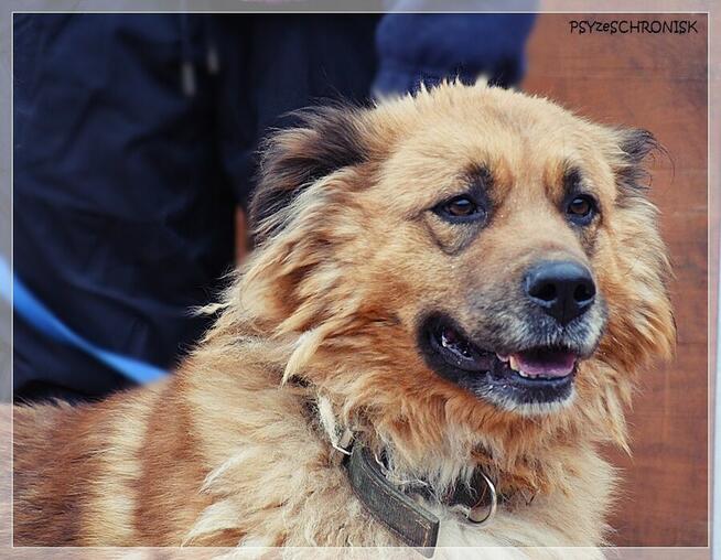 Merida – wspaniała, piękna sunia szuka najlepszego domu