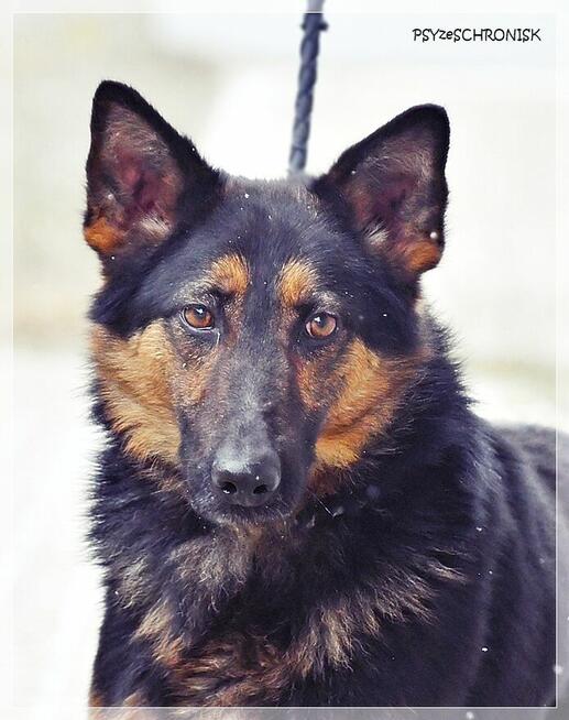 Marcel – zagubiony młodzieniec szuka cierpliwego opiekuna