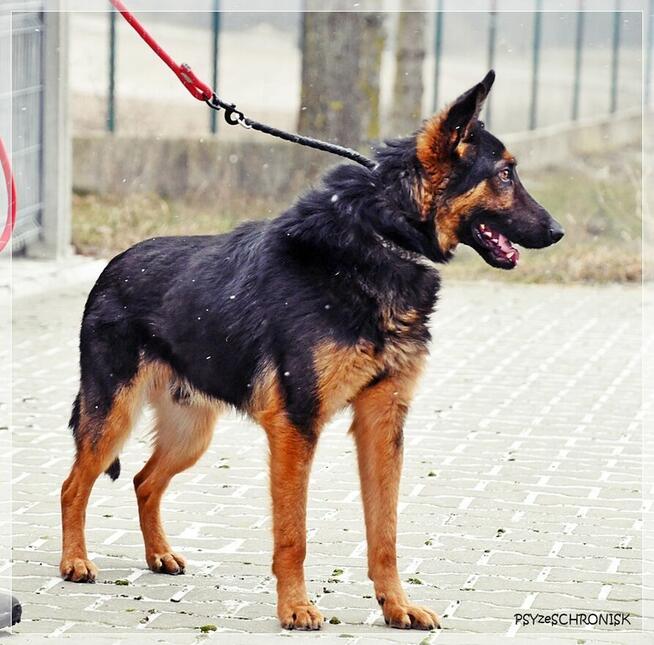 Marcel – zagubiony młodzieniec szuka cierpliwego opiekuna