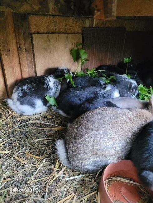 Króliki baran francuski