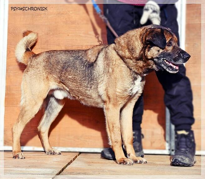 Tramp - sympatyczny kundelek gotowy dać Ci swoje serce