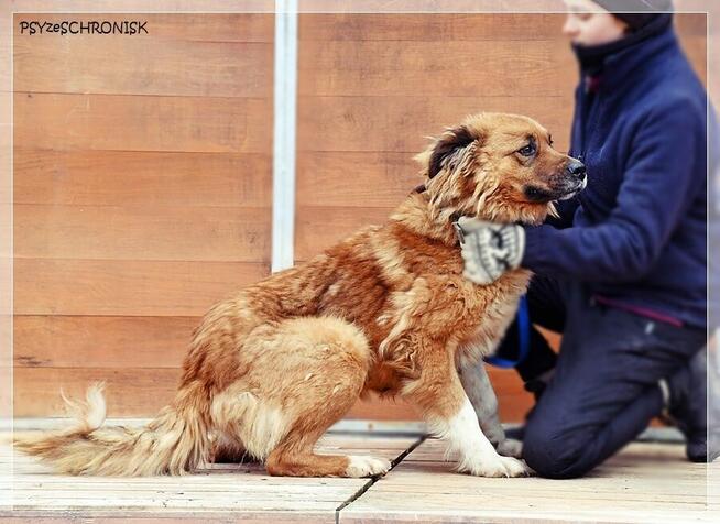 Merida – wspaniała, piękna sunia szuka najlepszego domu