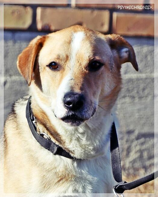 Olek - grzeczny przystojniak z wielkim sercem