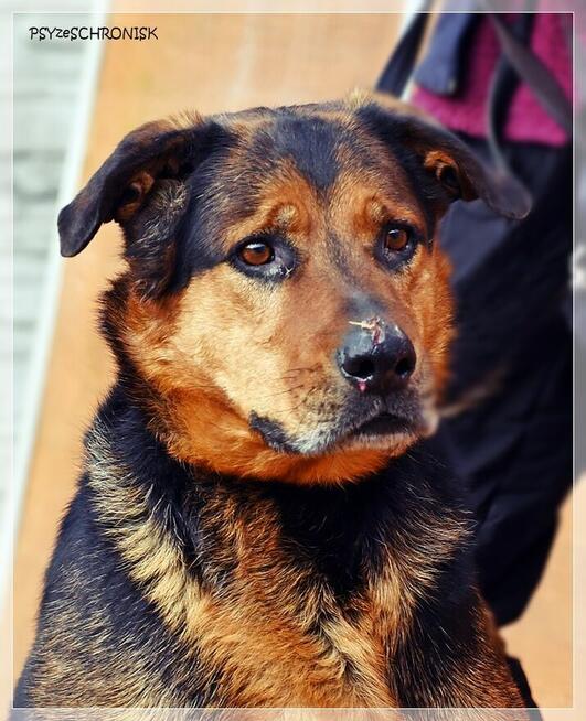 Kai – przyjazny wielkopies w kwiecie wieku. Podaruj mu dom