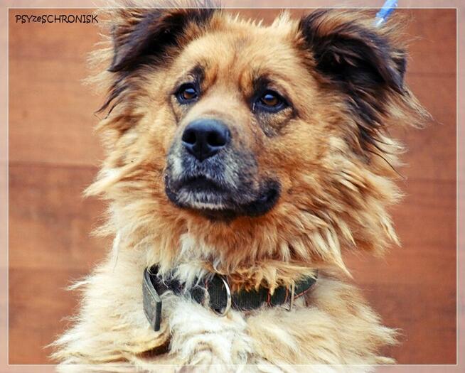 Merida – wspaniała, piękna sunia szuka najlepszego domu