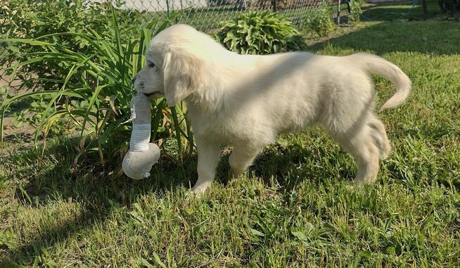 Golden Retriever szczeniaki ZKwp