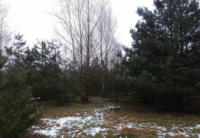 Działka siedliskowa z warunkami zabudowy . Leśna Okolica