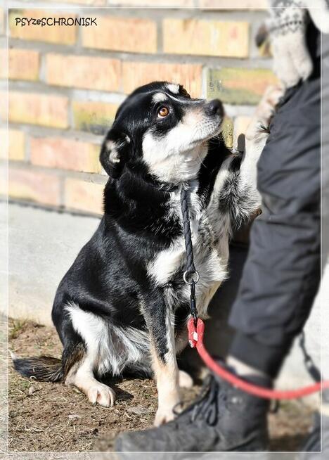 Bajka - spokojna sunia marzy o ciepłym domu