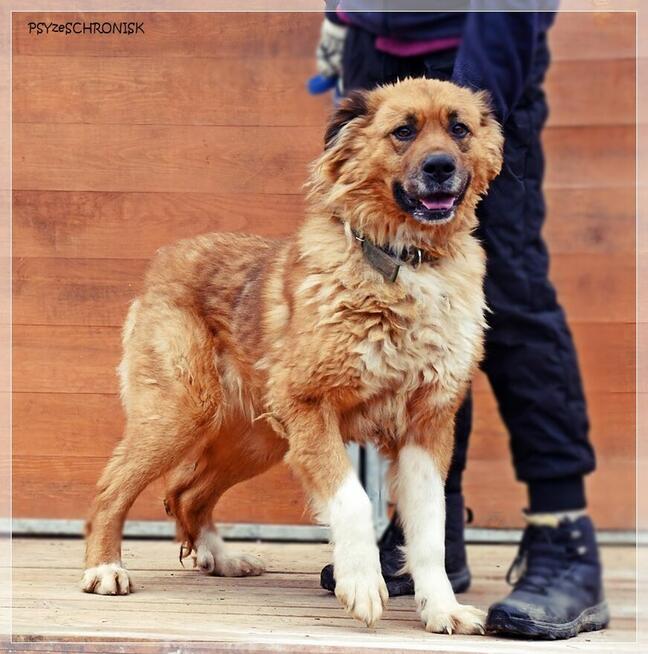 Merida – wspaniała, piękna sunia szuka najlepszego domu