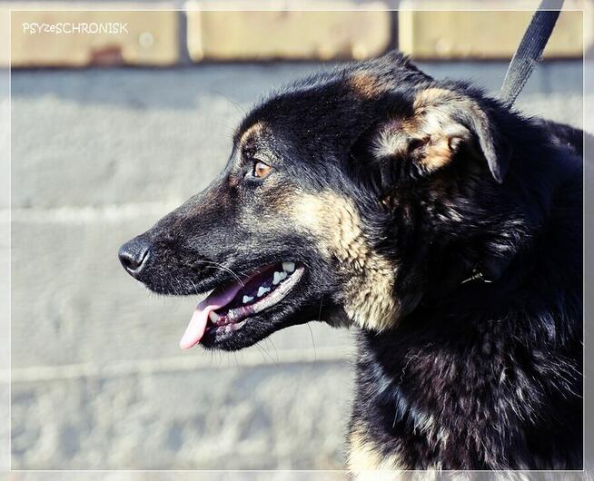 Bilbo - młody piesek w typie owczarka szuka domu