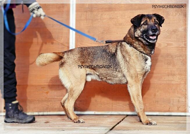 Tramp - sympatyczny kundelek gotowy dać Ci swoje serce