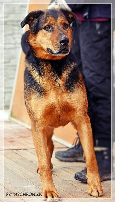 Kai – przyjazny wielkopies w kwiecie wieku. Podaruj mu dom