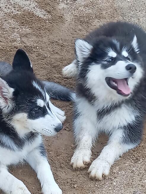 Husky dziewczynki szukają domu