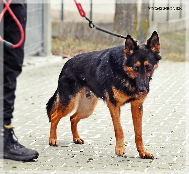 Marcel – zagubiony młodzieniec szuka cierpliwego opiekuna