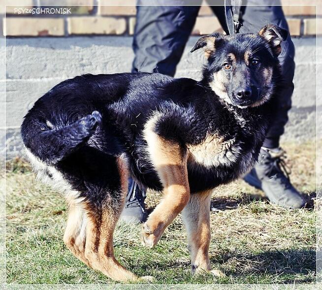 Bilbo - młody piesek w typie owczarka szuka domu