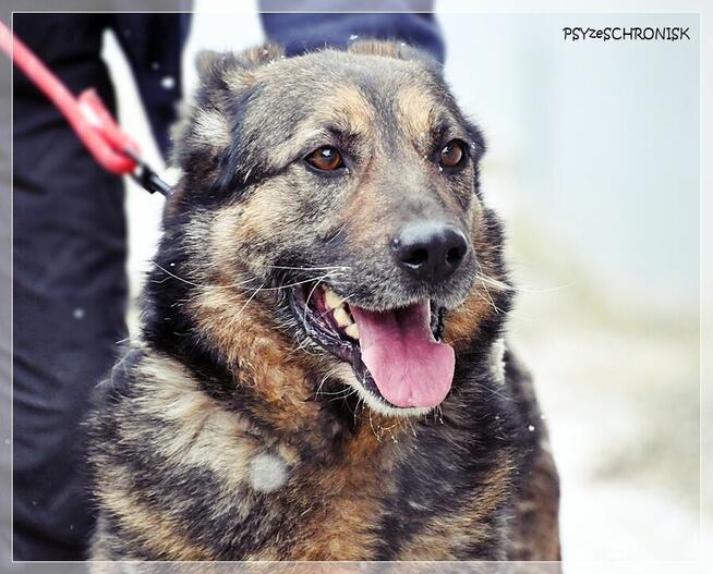 Niuniek - wesoły kundelek szuka szansy na nowy dom