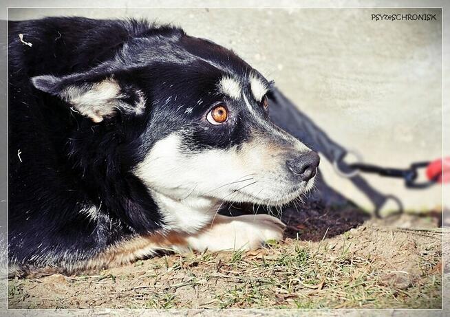 Bajka - spokojna sunia marzy o ciepłym domu
