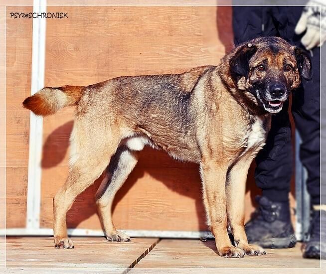 Tramp - sympatyczny kundelek gotowy dać Ci swoje serce