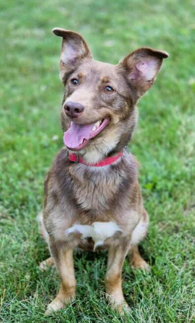 BEZI - cudowna sunia szuka najlepszego domu