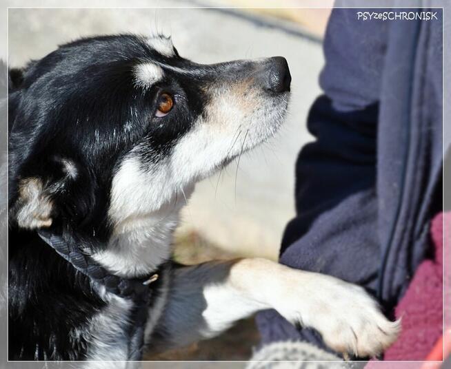 Bajka - spokojna sunia marzy o ciepłym domu