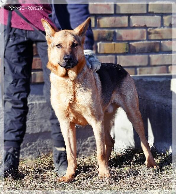 Bary - energiczny optymista czeka na Twój dom