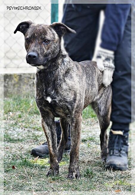 Simone – radosna, psia piękność szuka prawdziwej rodziny