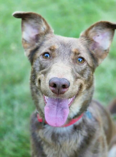 BEZI - cudowna sunia szuka najlepszego domu