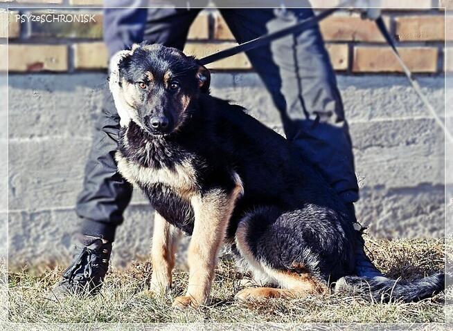 Bilbo - młody piesek w typie owczarka szuka domu