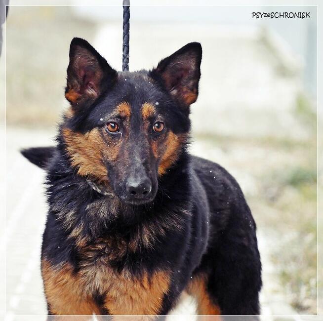 Marcel – zagubiony młodzieniec szuka cierpliwego opiekuna