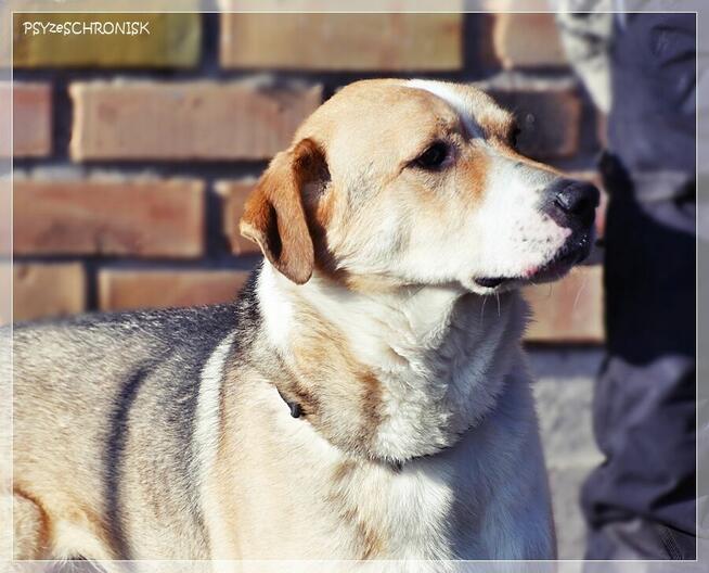 Olek - grzeczny przystojniak z wielkim sercem