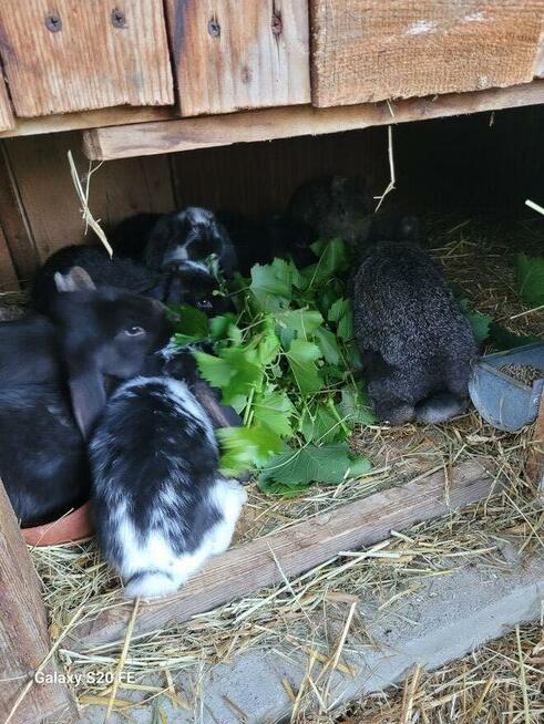 Króliki baran francuski