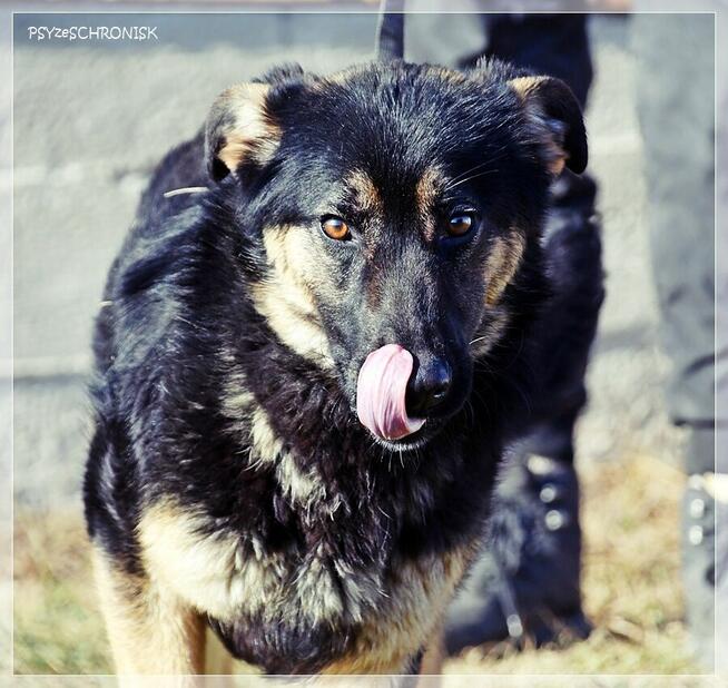 Bilbo - młody piesek w typie owczarka szuka domu