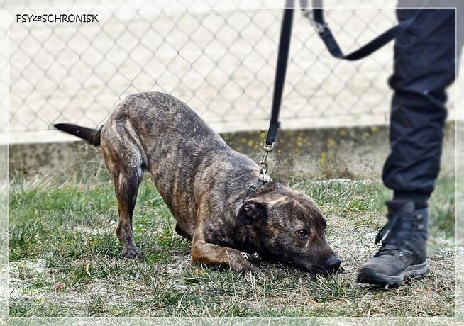 Simone – radosna, psia piękność szuka prawdziwej rodziny