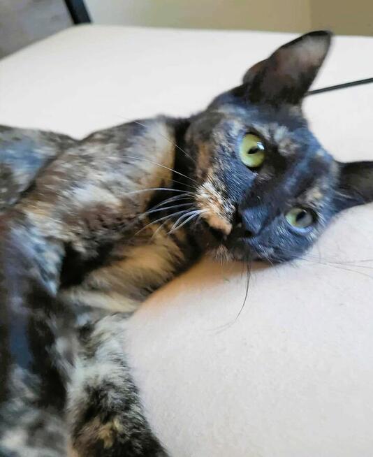 PLAMKA - piękna, szylkretowa koteczka do adopcji