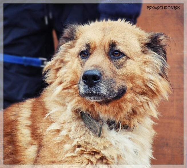 Merida – wspaniała, piękna sunia szuka najlepszego domu