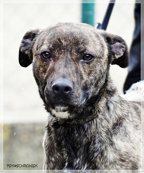 Simone – radosna, psia piękność szuka prawdziwej rodziny