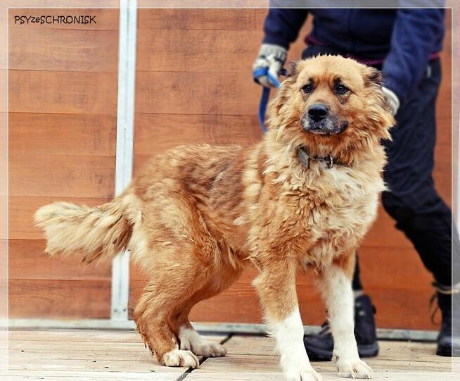 Merida – wspaniała, piękna sunia szuka najlepszego domu