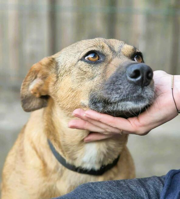 MILUSIA - zwykła sunia o niezwykłym charakterze, ADOPTUJ!